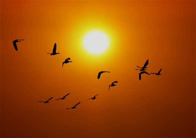 canada-geese-sunset-patrick-parenteau